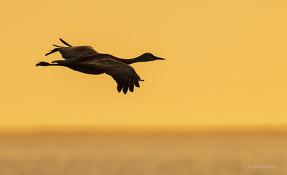 CHSC00117 - Sandhill Crane