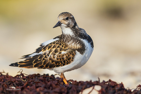 CHRT00394 - Ruddy Turnstone