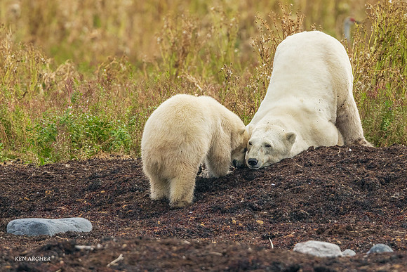 CHPB01605 - Polar Bear
