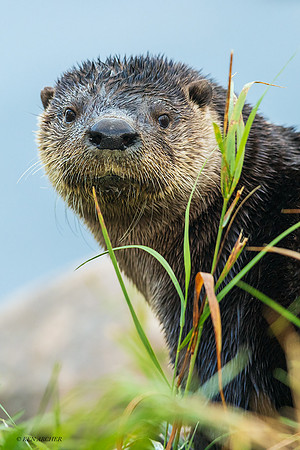 CHRO00014 - River Otter