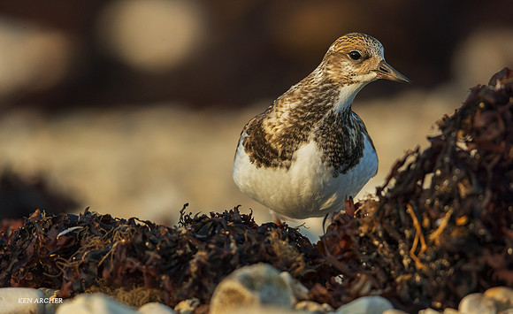 CHRT00013 - Ruddy Turnstone
