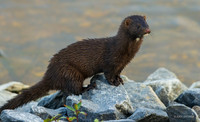 CHMK00026 - American Mink