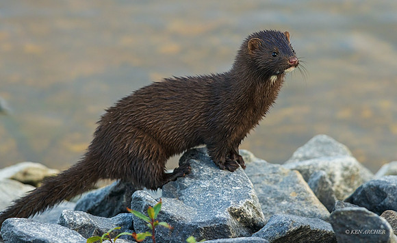 CHMK00026 - American Mink