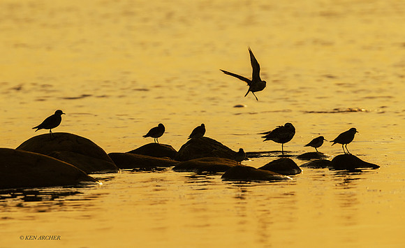 CHSB00023 - Shorebirds