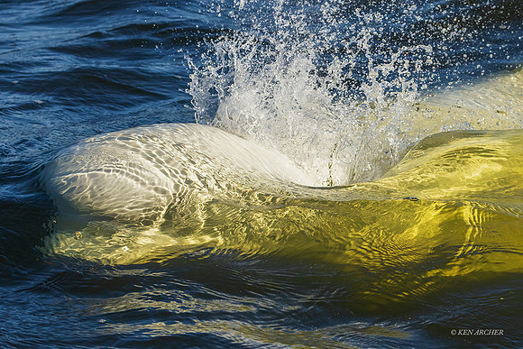 CHBW00108 - Beluga Whale