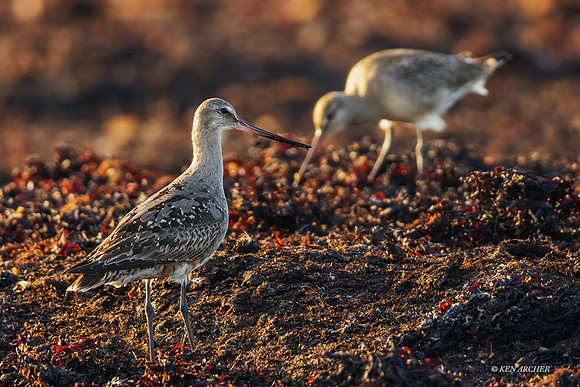 CHHG00028 - Hudsonian Godwit