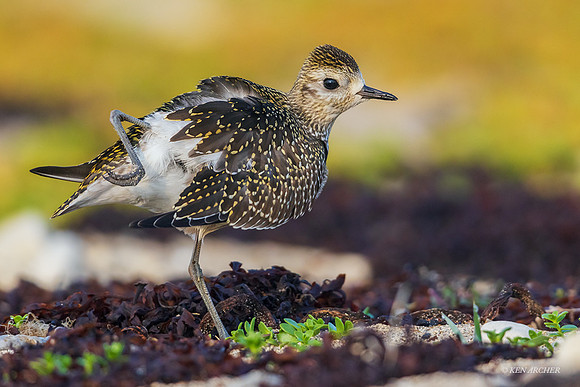 CHAP00098 - American Golden Plover