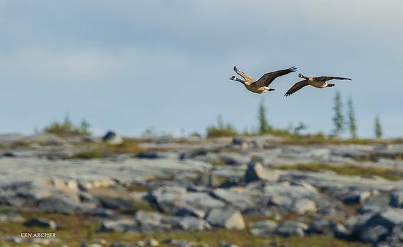 CHCG00029 - Canada Goose