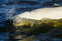 CHBW00101 - Beluga Whale