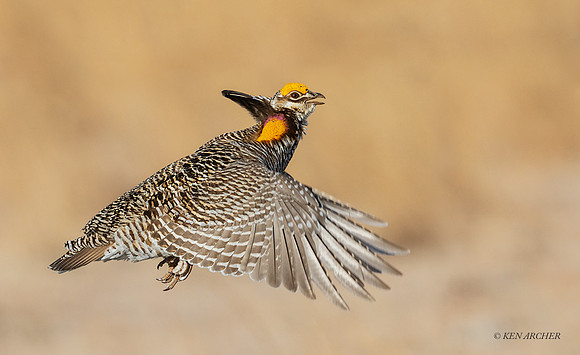 GRPC03860 _ Greater Prairie Chicken