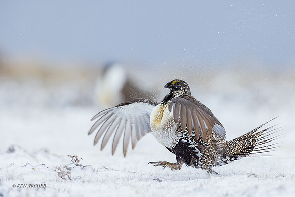 SGCO03972 - Greater Sage Grouse
