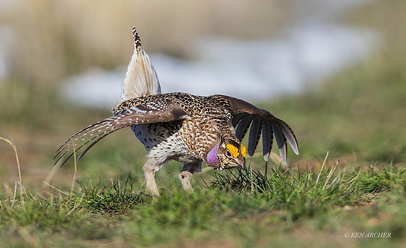 STGR02201 - Sharp-tailed Grouse