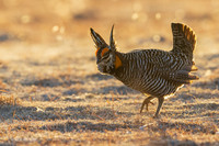 GRPC03933 - Greater Prairie Chicken