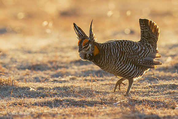 GRPC03933 - Greater Prairie Chicken