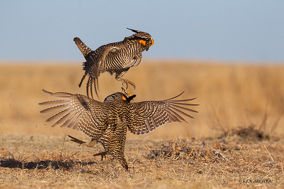 GRPC00078 - Greater Prairie Chickens
