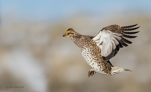 STGR02156 _ Sharp-tailed Grouse