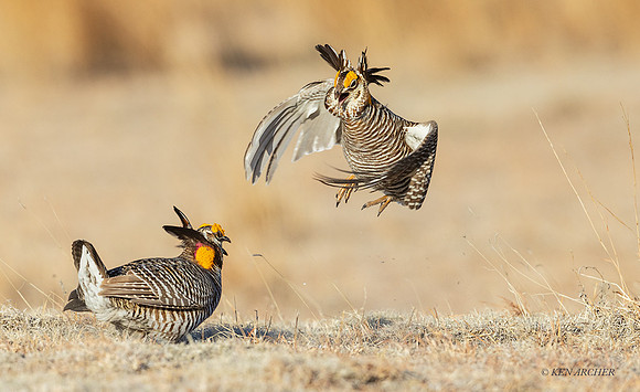 GRPC03785 - Greater Prairie Chicken