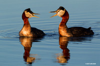 NMRG00025 Red-necked Grebe