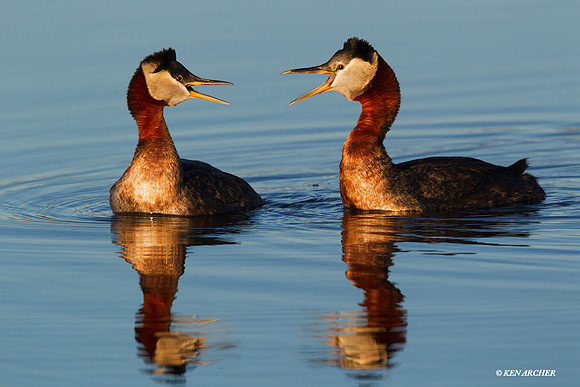 NMRG00025 Red-necked Grebe
