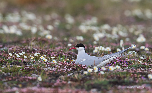 NMAT01055 - Arctic Tern