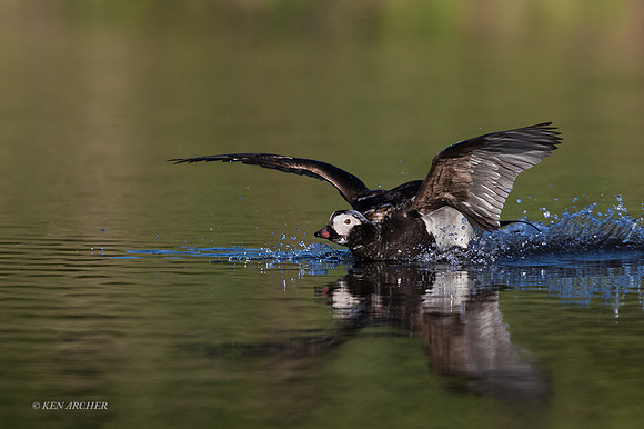 NMLD02214 - Long-tailed Duck