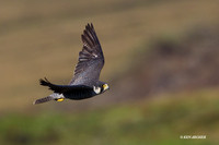 Peregrin Falcon