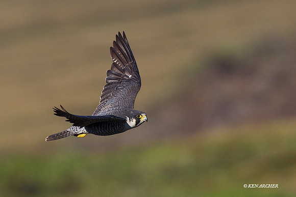 Peregrin Falcon