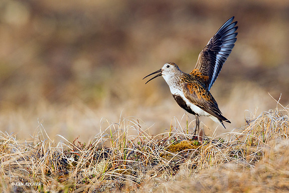 Dunlin - NMDN00062