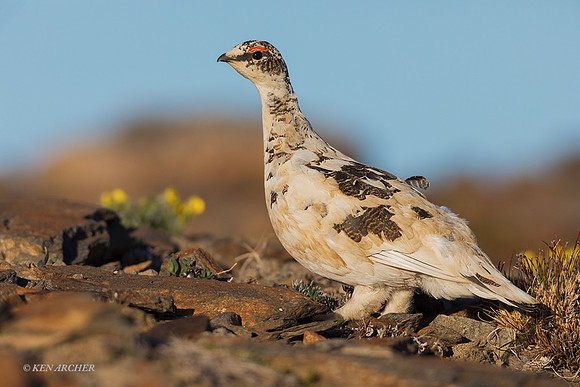 NMRM00737 - Rock Ptarmigan