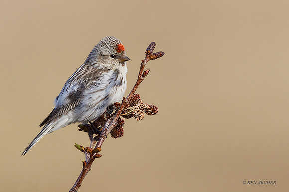 HRRP00082 - Hoary Redpoll