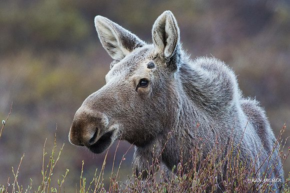 NMMS00545 - Alaskan Moose