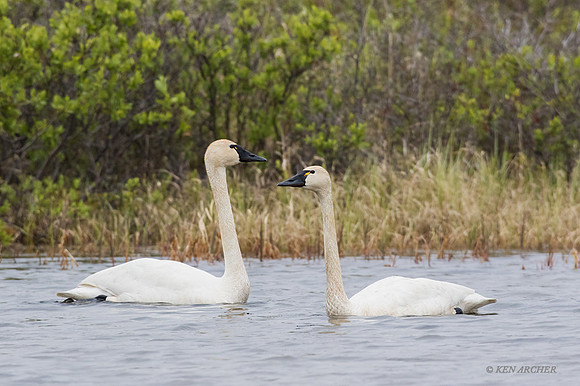 NMTS00161 - Tundra Swan