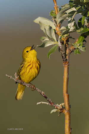 NMYR00308 - Yellow Warbler