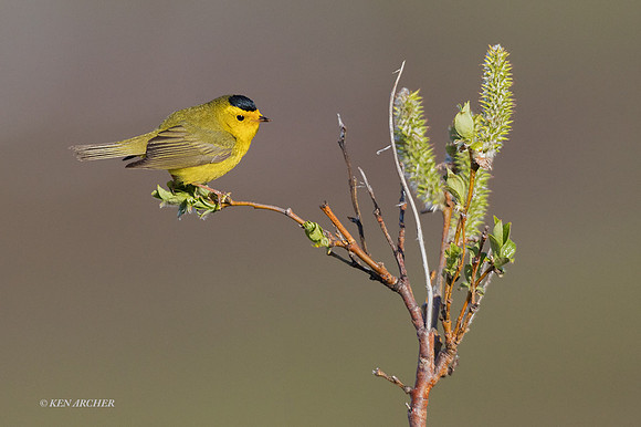NMWW00316 - Wilson's Warbler
