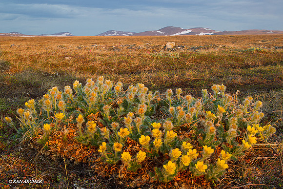 Seward Peninsula, Alalska