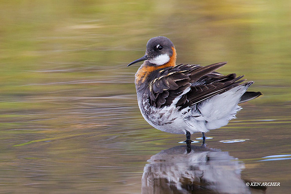 Red-necked Phalorope