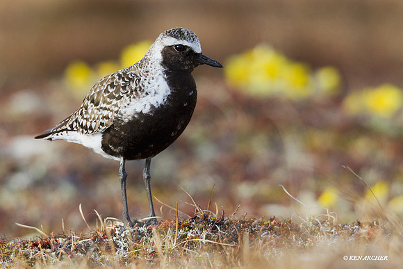 Black-bellied Plover - NMBP00127