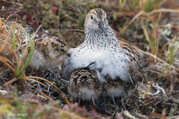 NMWS00086 - Western Sandpiper