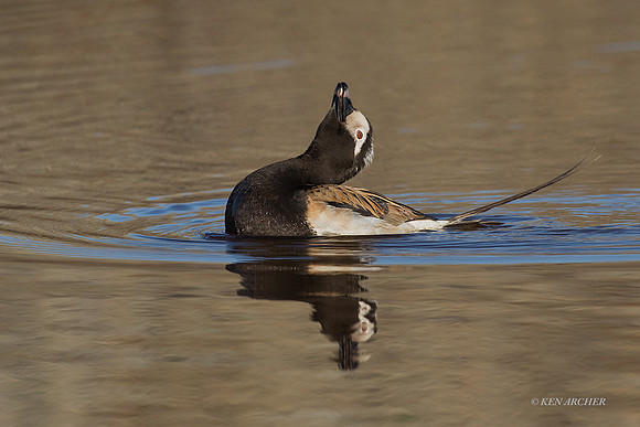 NMLD01696 - Long-tailed Duck