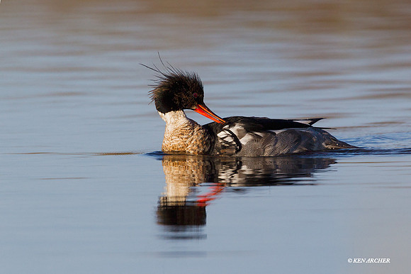 NMRR00216 - Red-breasted Merganser