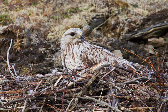 Rough-legged Hawk on Nest, Alalska - NMRH00062