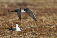 NMLJ00693 - Long-tailed Jaeger