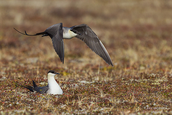 NMLJ00693 - Long-tailed Jaeger