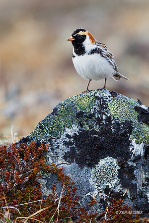 NMLL00301 - Lapland Longspur