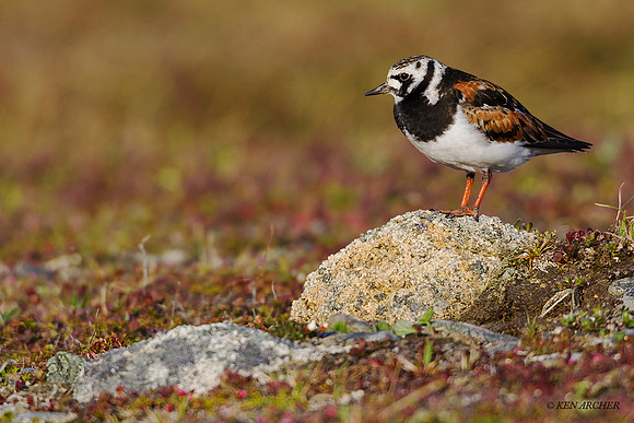 NMRT00392 - Ruddy Turnstone