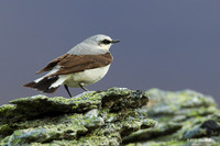 Northern Wheatear - NMWR00036