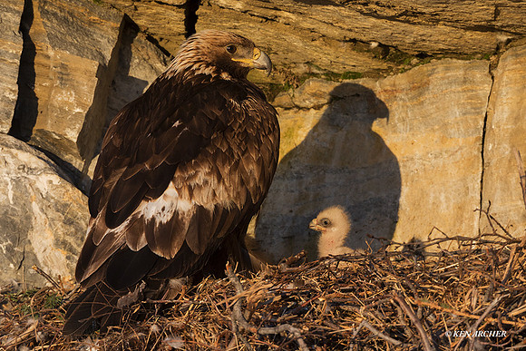 NMGE01519 _ Golden Eagle