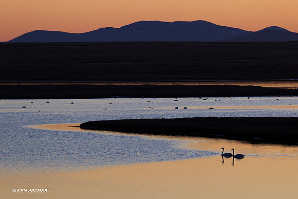 Tundra Swan, Alaska - NMTS00068