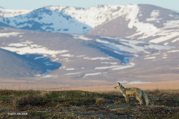 Red Fox, Alaska - NMRF00116