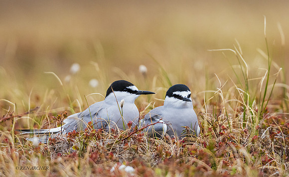 NMAN00001 - Aleutian Tern